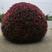 红叶石楠球，1.5米红叶石楠球，2米红叶石楠球自产自销