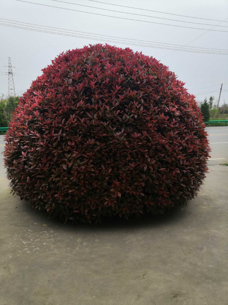红叶石楠球，1.5米红叶石楠球，2米红叶石楠球自产自销