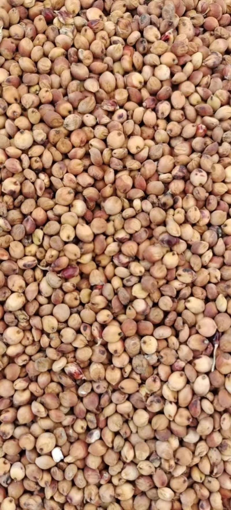 精品高粱小颗粒小红梁耐蒸煮，出酒率高，酿酒专用