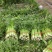 兰州高原夏季蔬菜