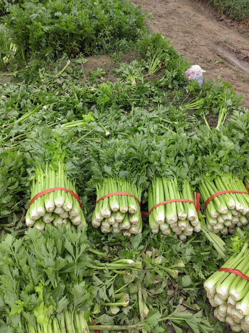 兰州高原夏季蔬菜