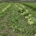 兰州高原夏季蔬菜