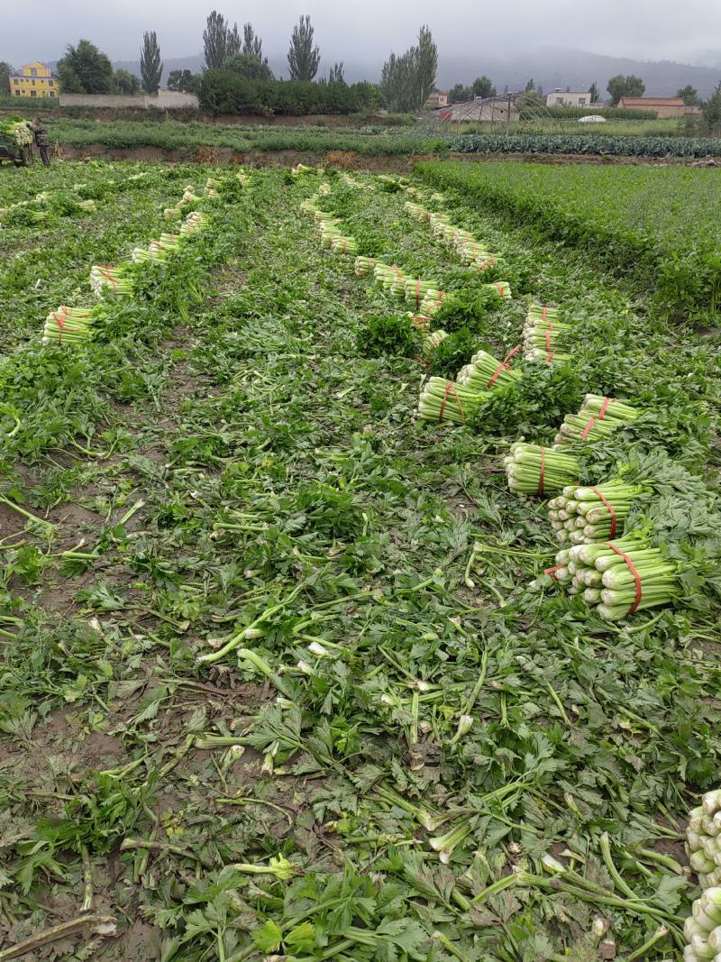 兰州高原夏季蔬菜