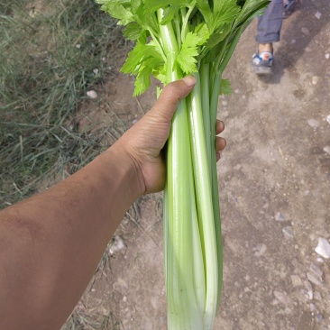 兰州高原夏季蔬菜