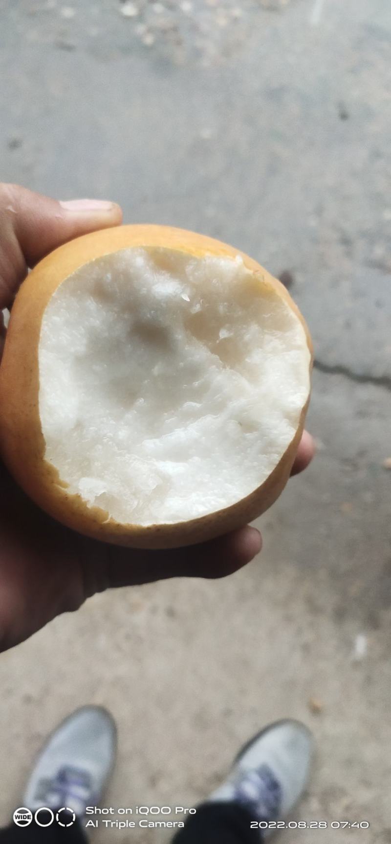晚秋黄梨，色泽鲜艳，口感脆甜多汁，耐运输货架期长