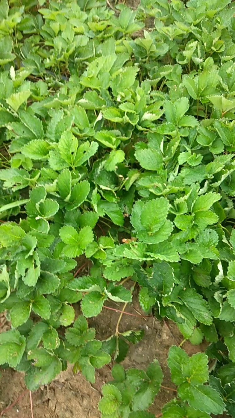 红颜草霉苗：规格：10～20高土增产高口感好
