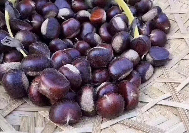 新鲜油栗整齐摆放在白色瓷盘中,每颗油栗底部已被划出十字形切口,旁边放有一把不锈钢小刀和一把厨房剪刀,背景为木质料理台 清洗并划口的油栗特写