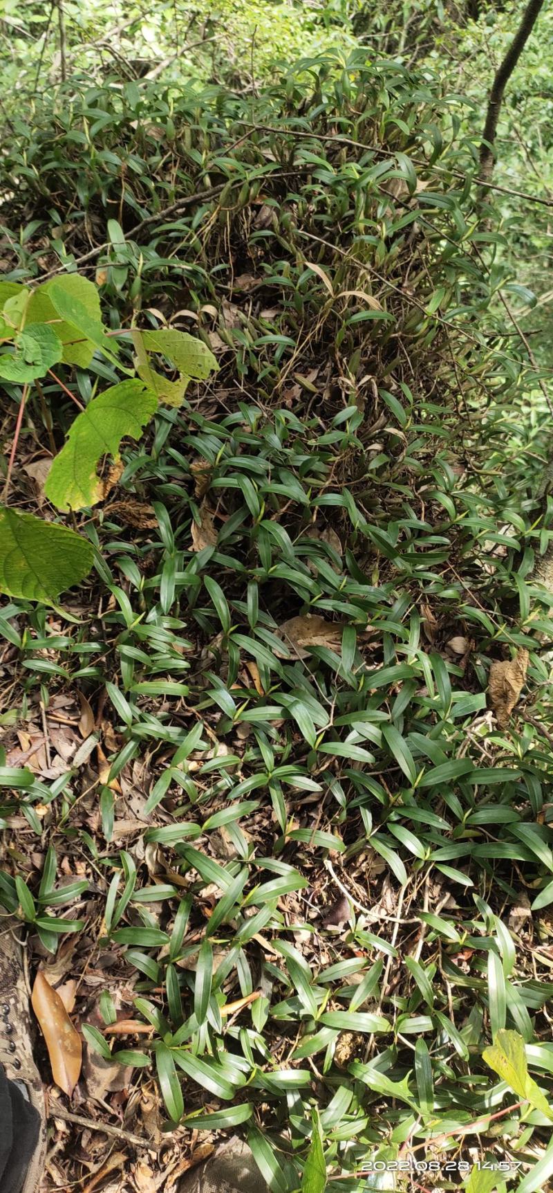 双叶石橄榄菜，石仙桃