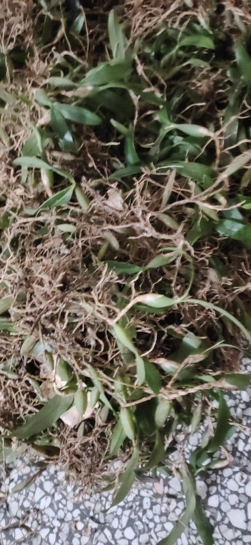 双叶石橄榄菜，石仙桃
