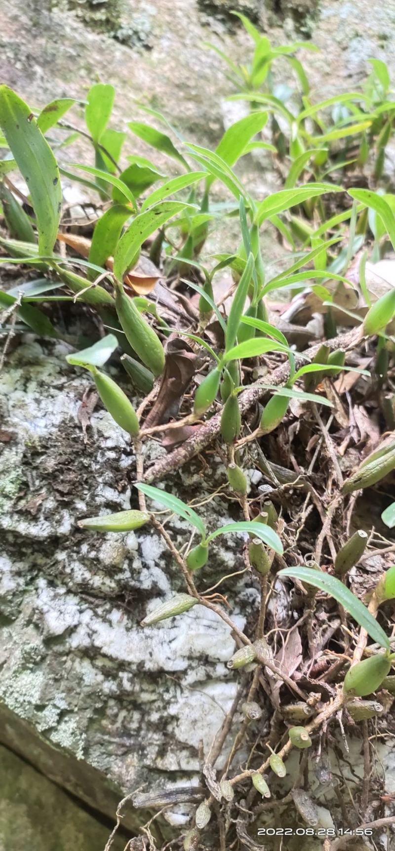 双叶石橄榄菜，石仙桃