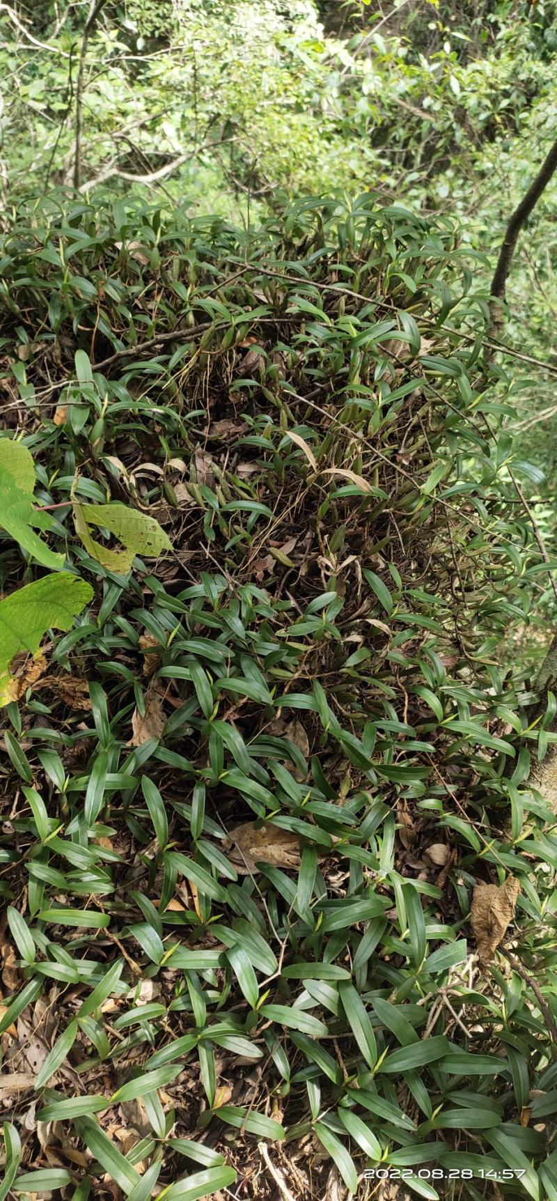 双叶石橄榄菜，石仙桃