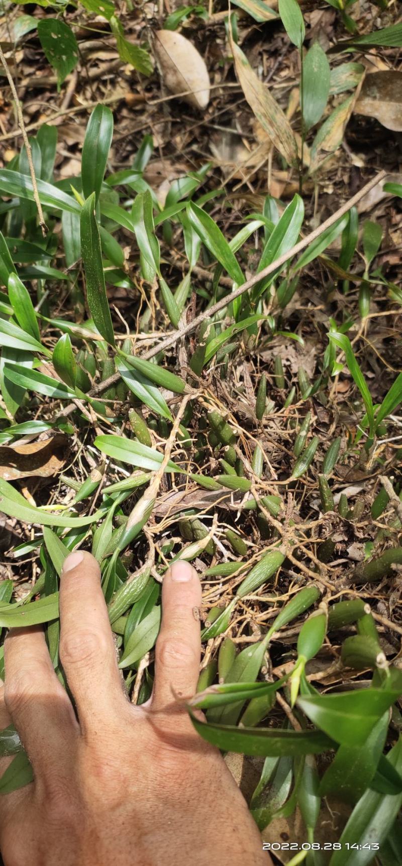 双叶石橄榄菜，石仙桃