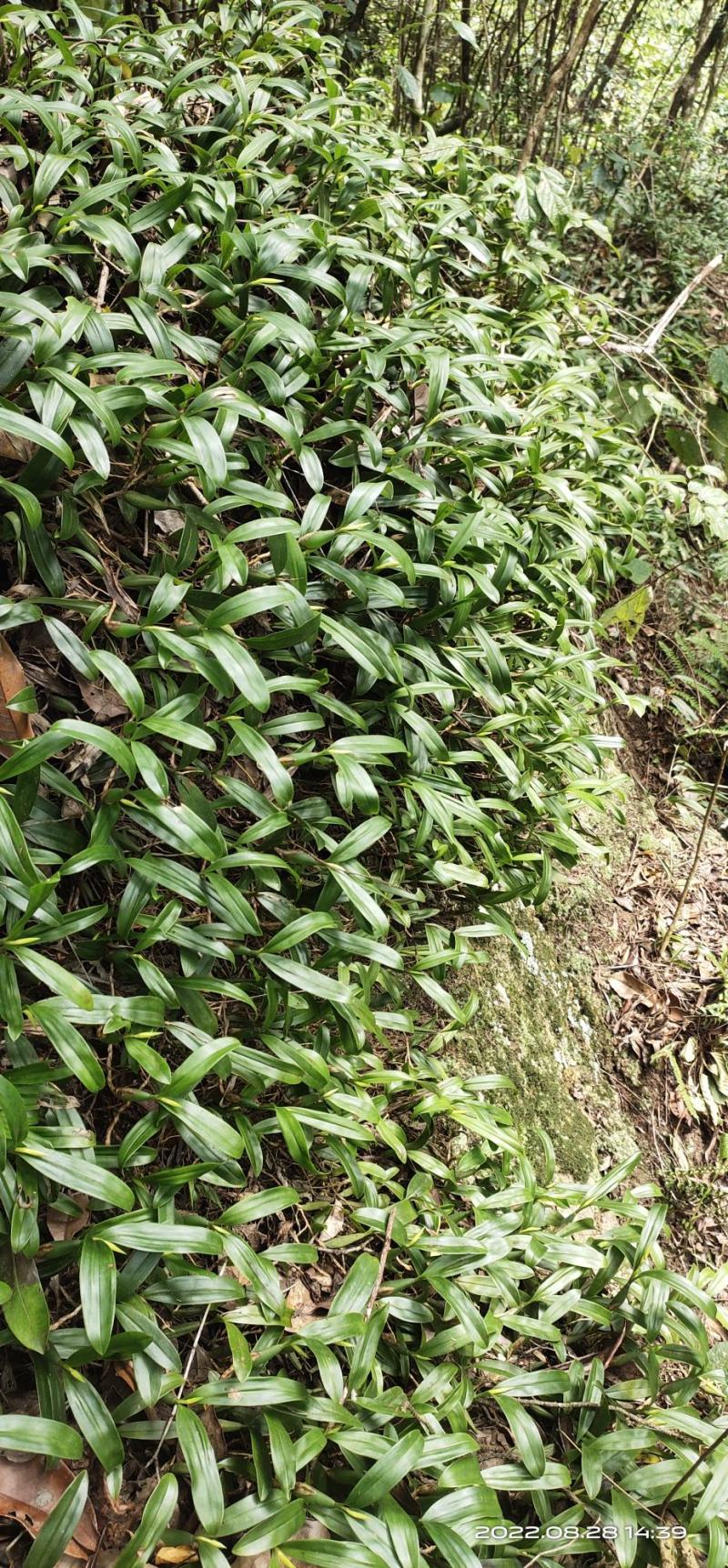 双叶石橄榄菜，石仙桃