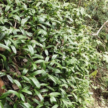 双叶石橄榄菜，石仙桃