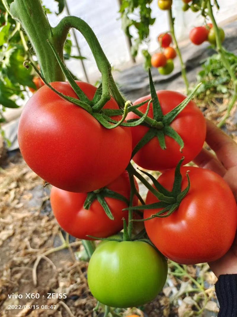 【一手货源】精品宏图88大红番茄苗包成活量大从优