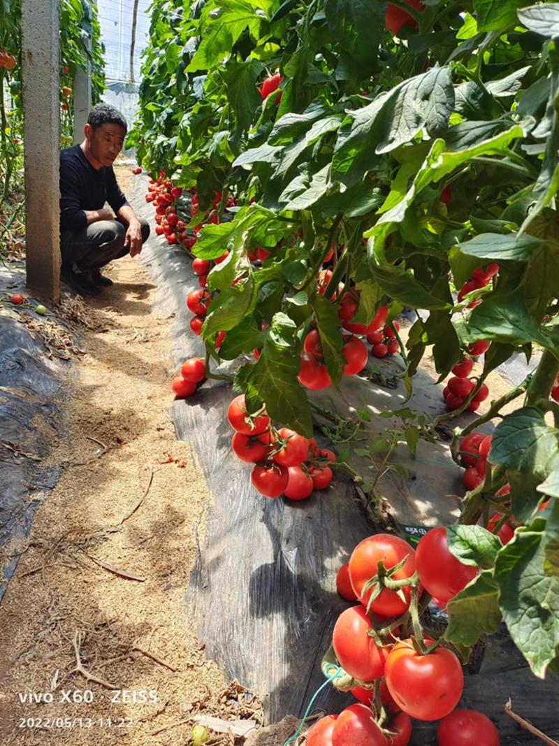【一手货源】精品宏图88大红番茄苗包成活量大从优