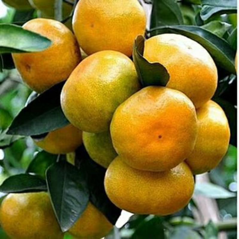 【精品蜜橘】湖北宜昌优质蜜橘，果大皮薄口感好，保质保量