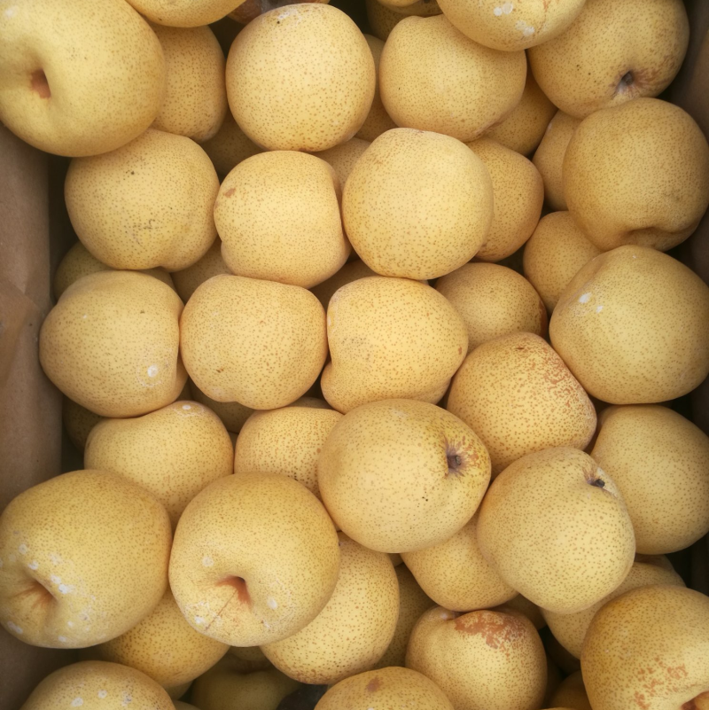 砀山酥梨视频看货随时接单老板好客全国走货