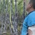 25年青皮甘蔗大量上市，青叶！质量全安徽对比！