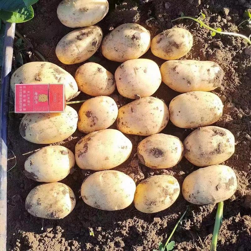 精品土豆v7土豆产地直供个头大欢迎来电采购