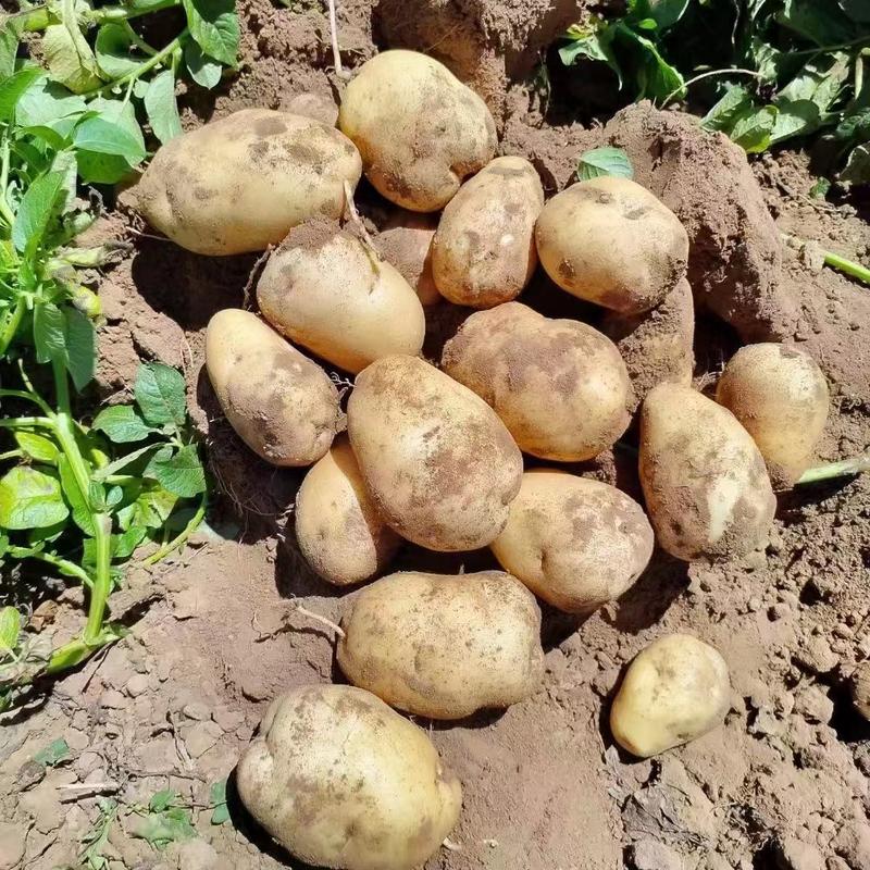 精品土豆v7土豆产地直供个头大欢迎来电采购