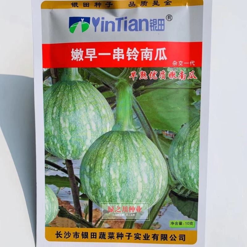 一串铃花蓝早熟嫩南瓜种子嫩早串铃南瓜优质菜南瓜种籽圆形
