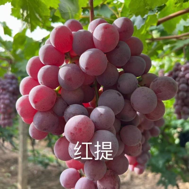 河北红提大量供应现摘现发对接各大市场电商商超
