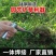 铲子园艺种花小铁铲农用家用种菜除草挖土拔草户外挖野菜铲出