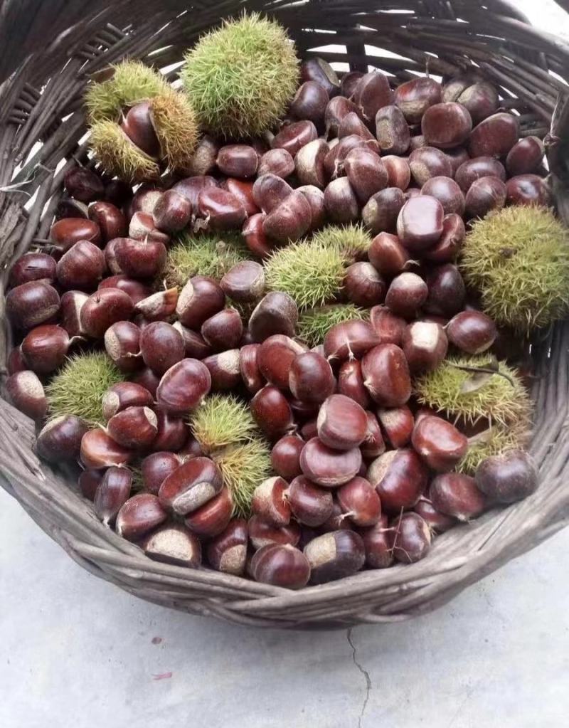 板栗低价出售，产地全国各地发货，货量大，品种齐全