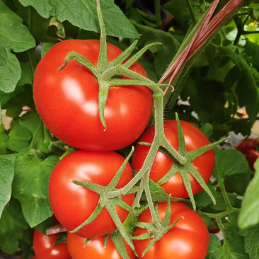 【苗圃出货】精品4816大红番茄苗产地一手货源包成活