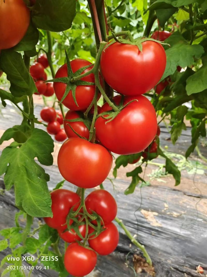 【苗圃出货】精品4816大红番茄苗产地一手货源包成活