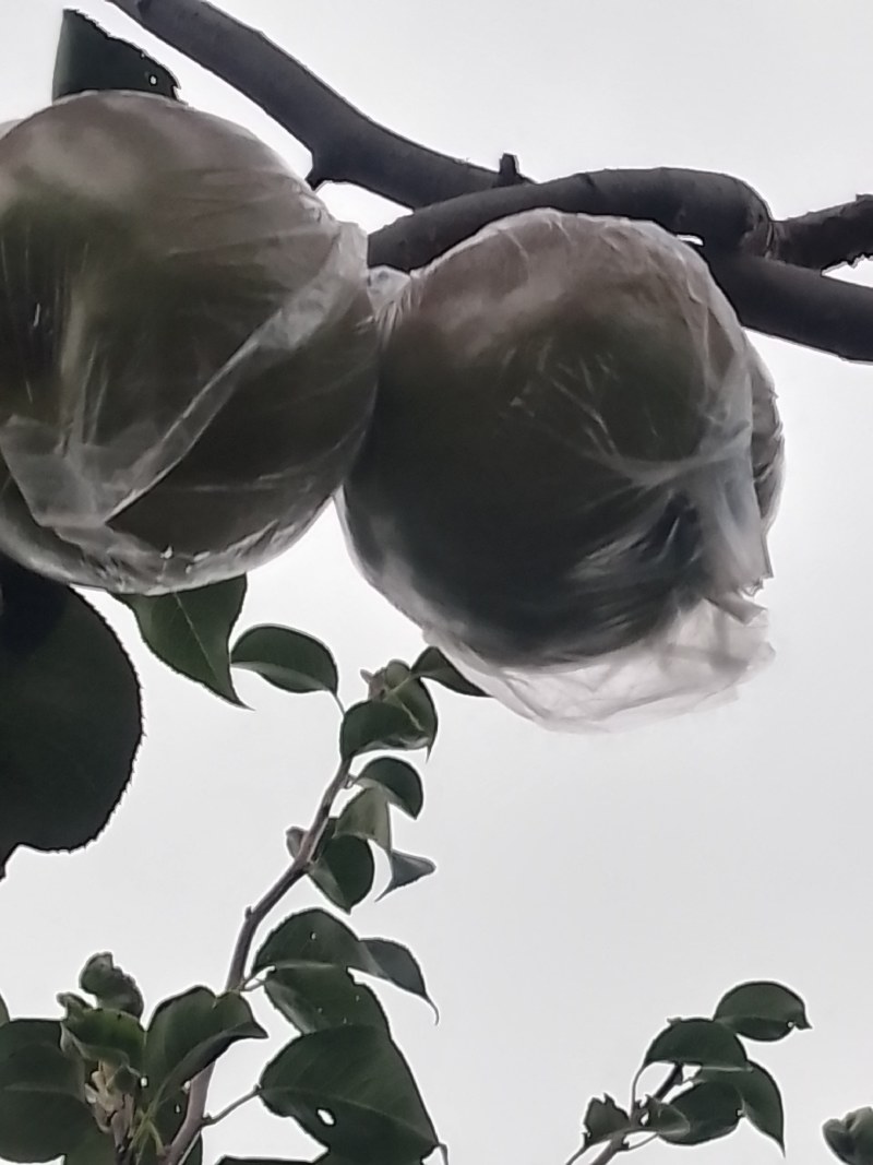 玉露香梨