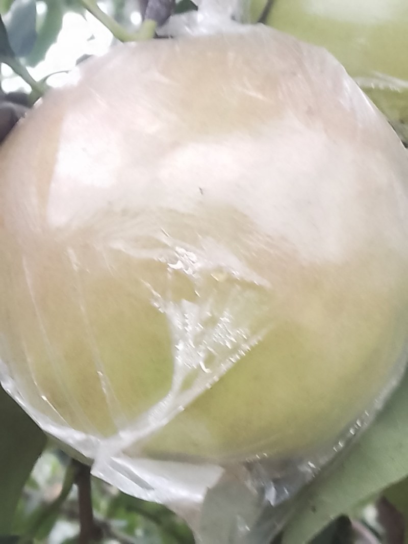 玉露香梨