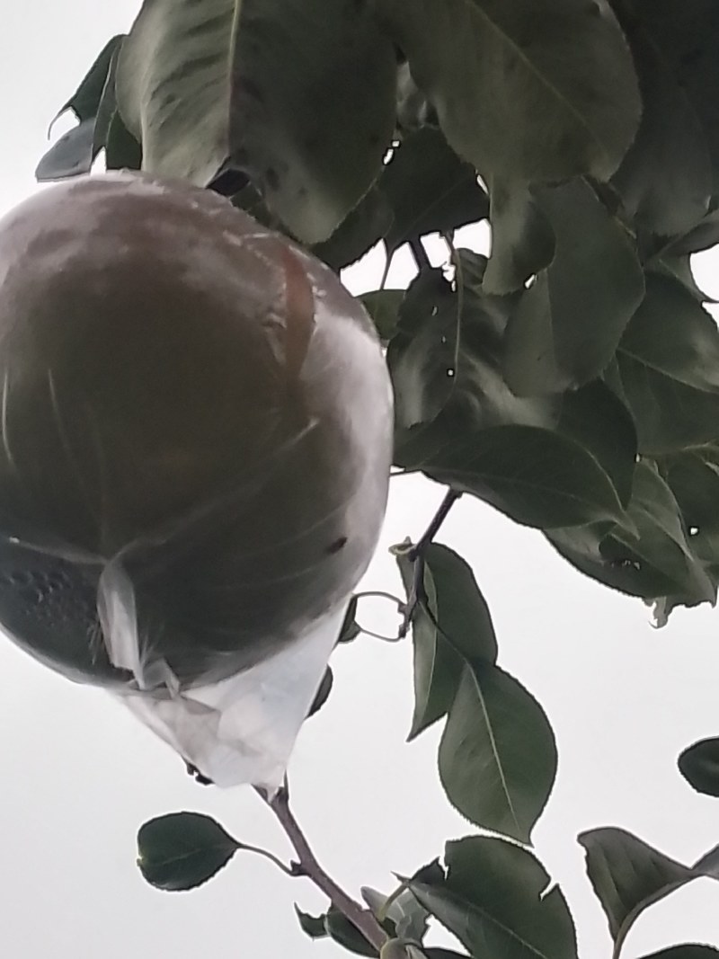 玉露香梨