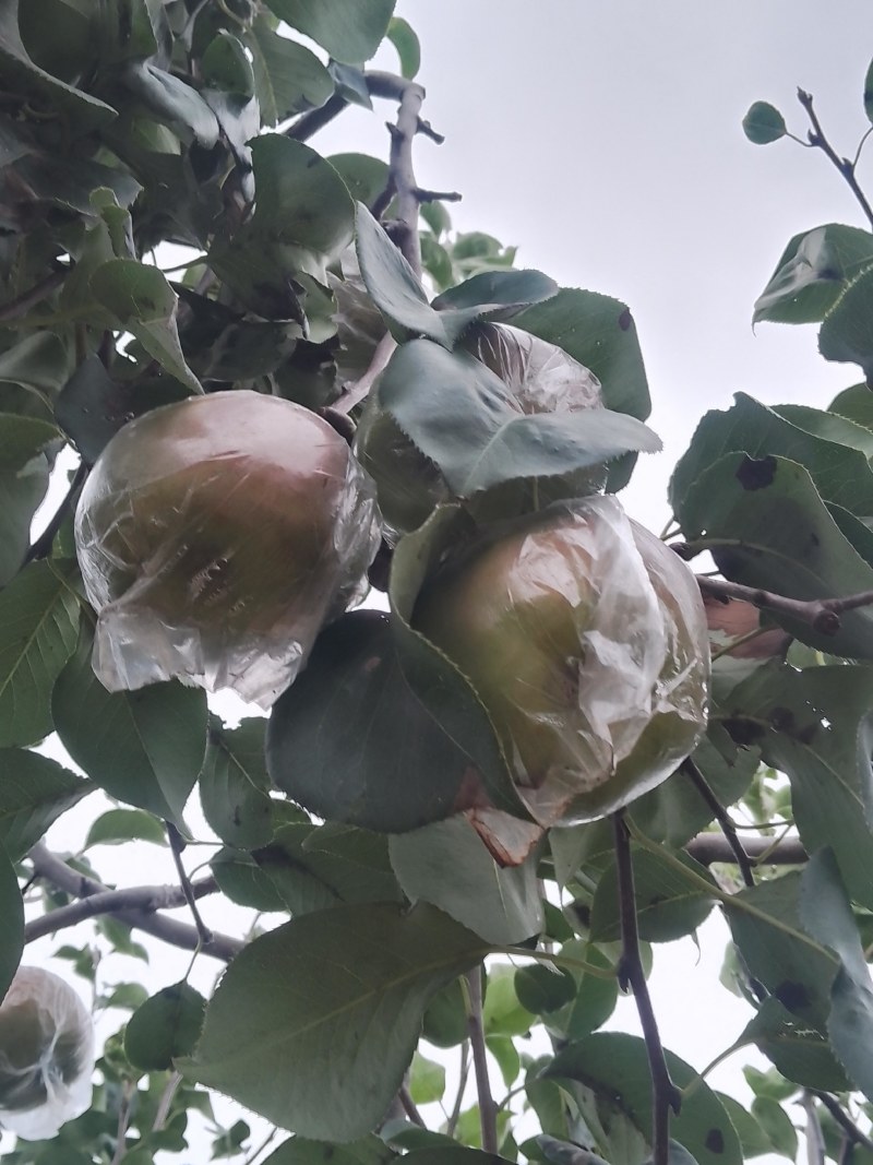 玉露香梨