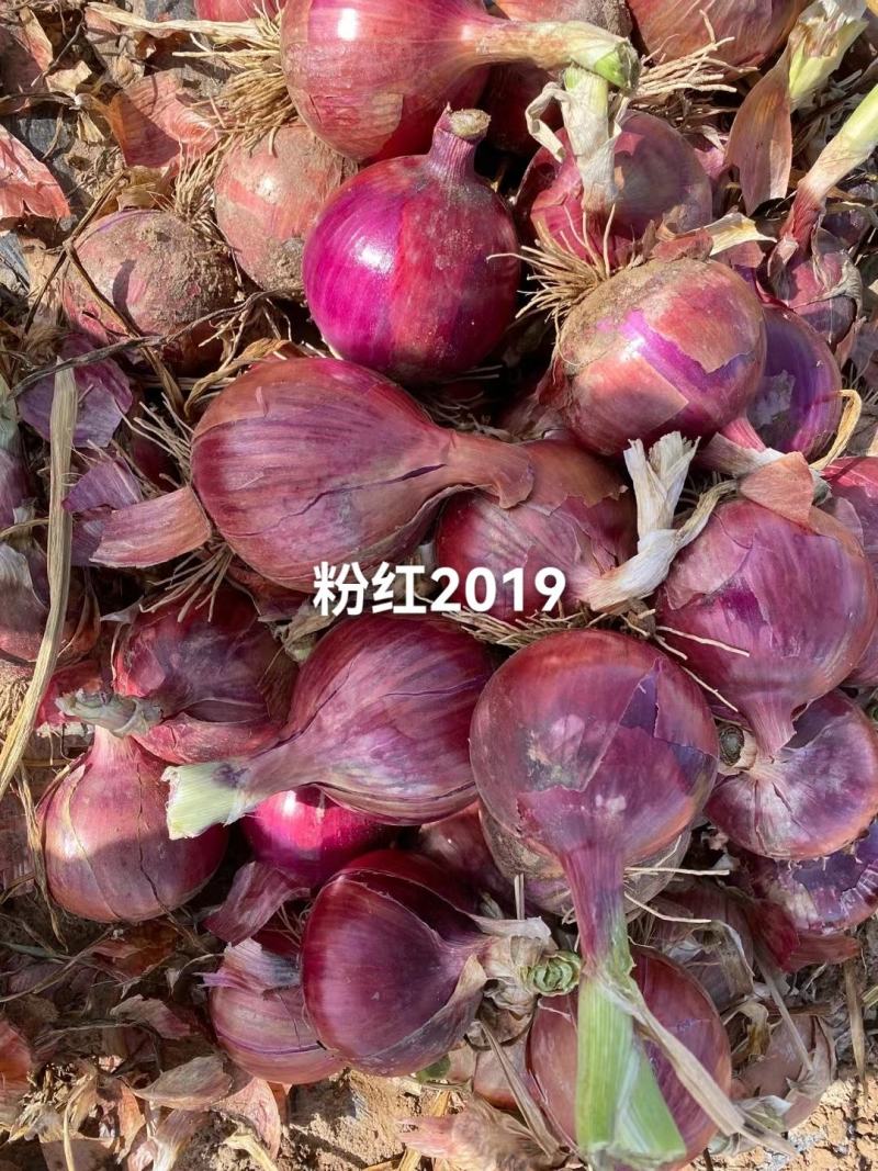粉红葱2019新上市鲜葱无根腐滑皮
