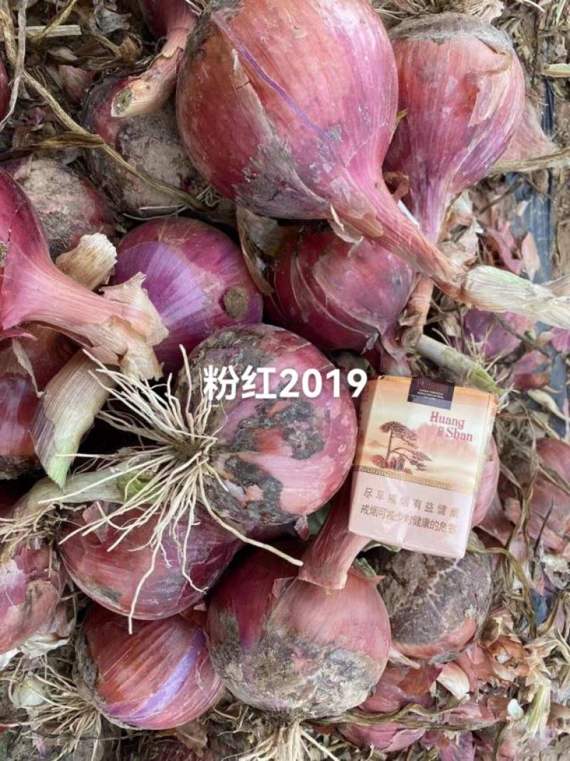 粉红葱2019新上市鲜葱无根腐滑皮