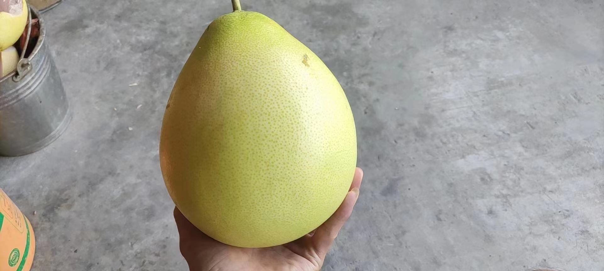 柚子大小对比图