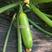 法国青玉西葫芦种子早熟瓜色翠绿瓜条顺直抗病绿皮西葫芦种籽