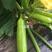 法国青玉西葫芦种子早熟瓜色翠绿瓜条顺直抗病绿皮西葫芦种籽