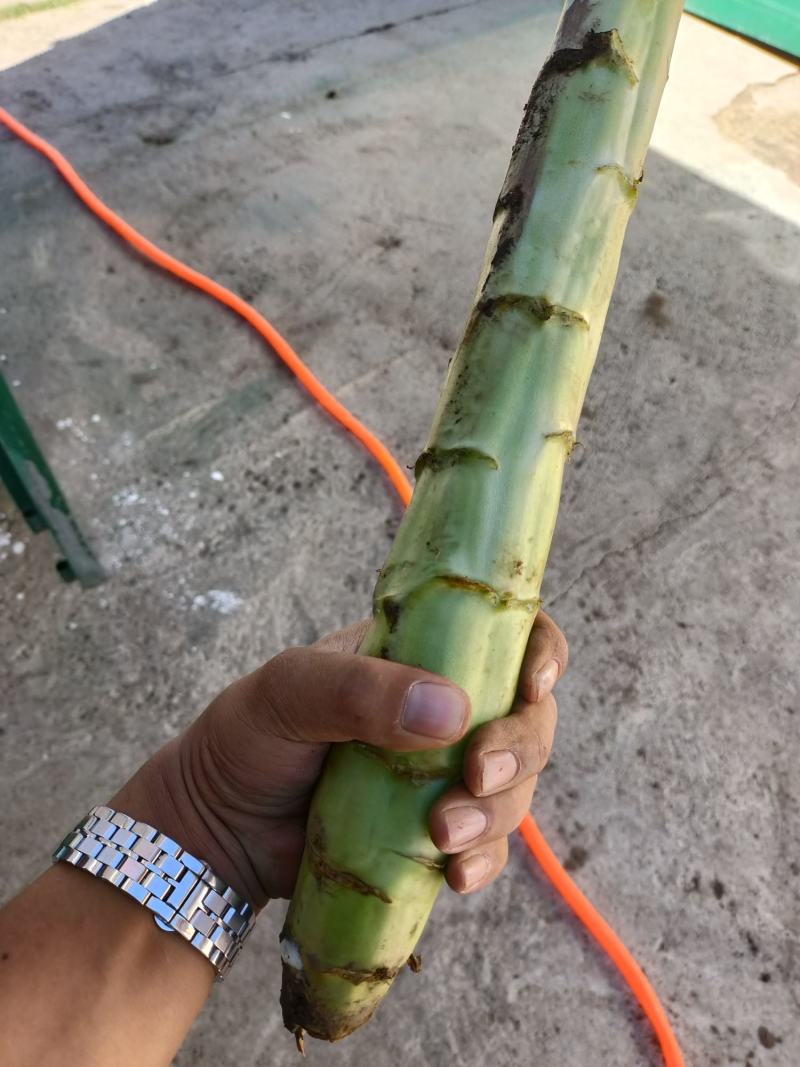 精品红笋杆子