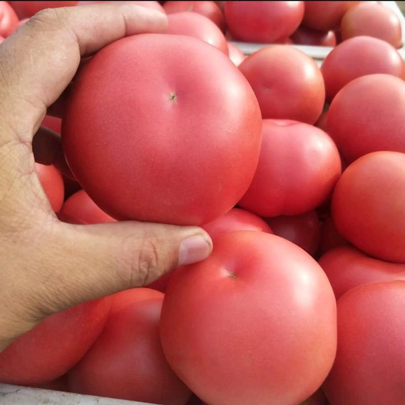 河南精品各种规格硬粉西红柿色泽鲜亮货源充足价格可商议