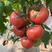 河南精品各种规格硬粉西红柿色泽鲜亮货源充足价格可商议