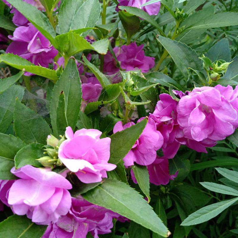 凤仙花种子籽四季盆栽地栽庭院凤仙透骨草指甲花急性子桃红金