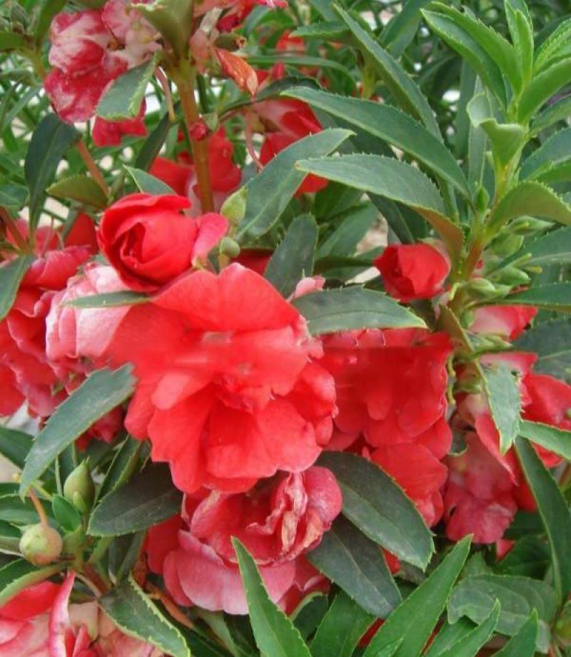 凤仙花种子籽四季盆栽地栽庭院凤仙透骨草指甲花急性子桃红金