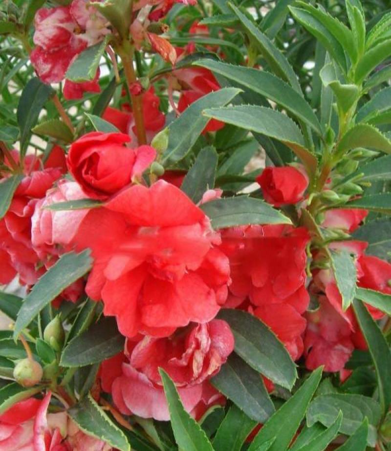 凤仙花种子籽四季盆栽地栽庭院凤仙透骨草指甲花急性子桃红金