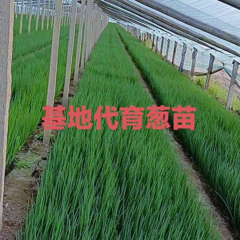 葱苗，3山东铁杆钢葱育苗基地，代育葱苗，全国接单技术支持