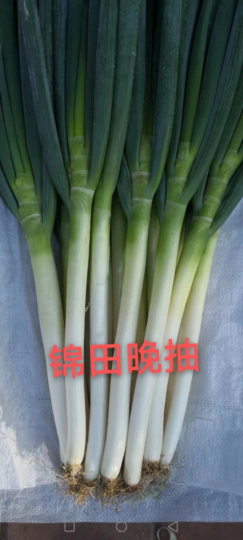 葱苗，3山东铁杆钢葱育苗基地，代育葱苗，全国接单技术支持