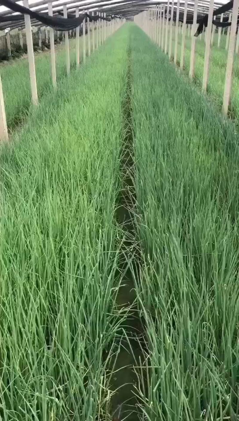 葱苗，3山东铁杆钢葱育苗基地，代育葱苗，全国接单技术支持