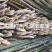 2.4米～2.5米菜架竹、小竹竿、竹架条、金竹、铁竹